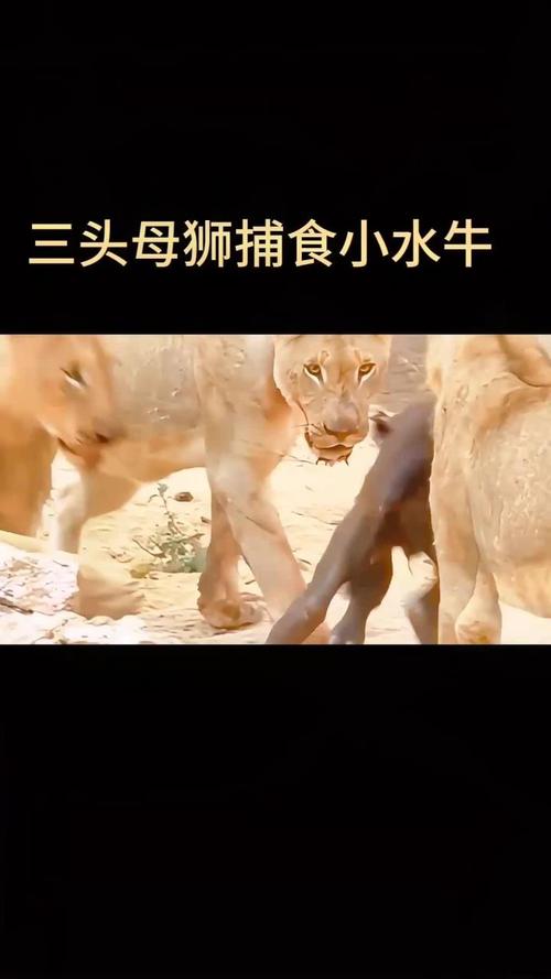 3岁母狮一晚上能猎杀40只海豹