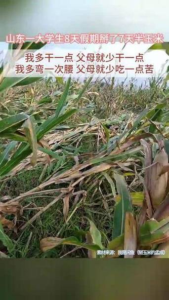 大学生8天假期掰了7天半玉米