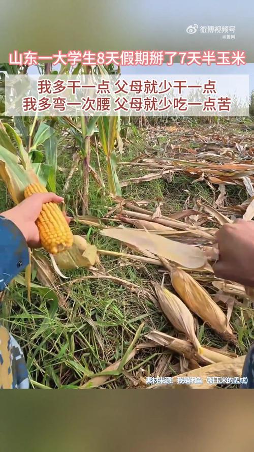 大学生8天假期掰了7天半玉米