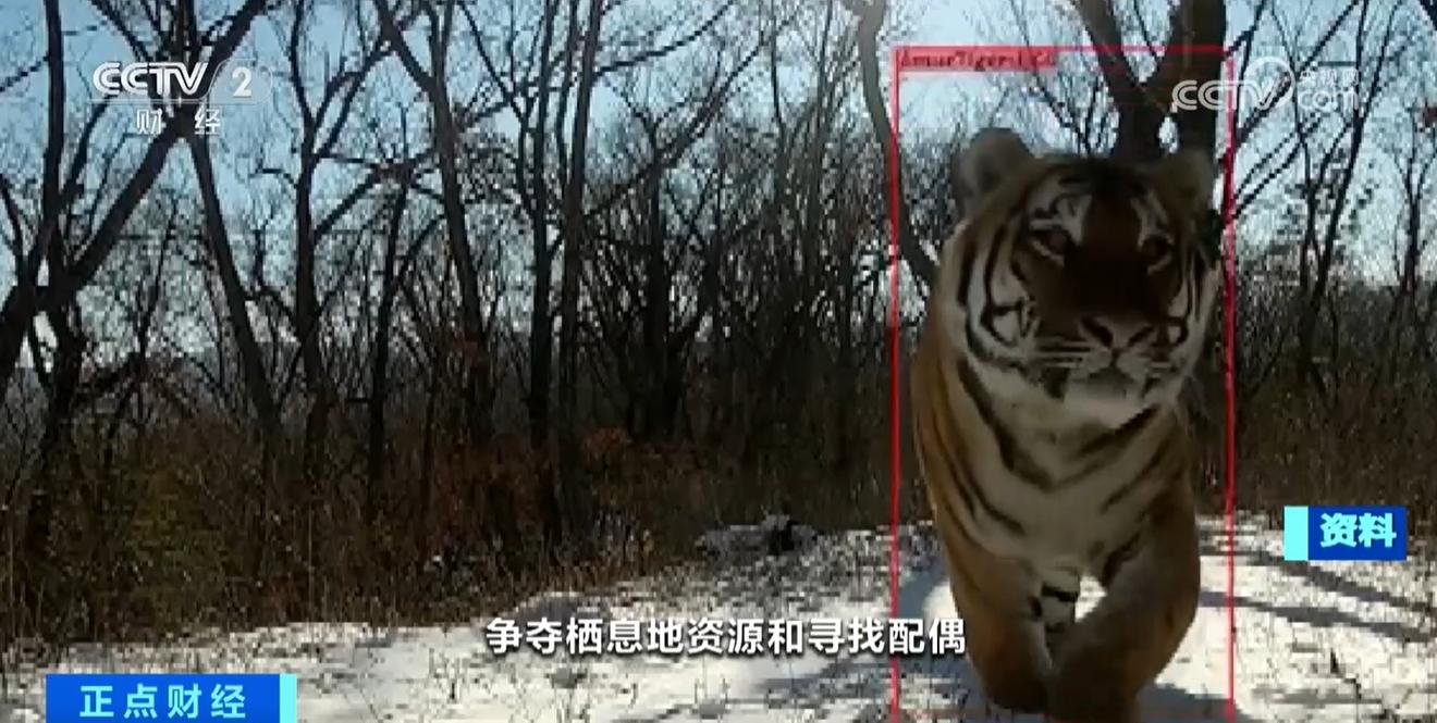 东北虎完达山一号再度现身黑龙江