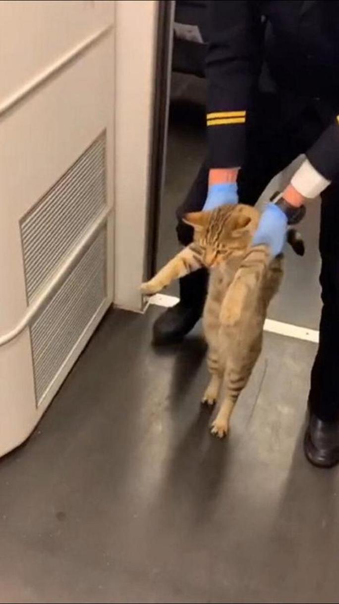 猫咪变身萌趣列车员！