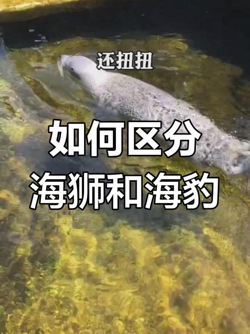 3岁母狮一晚上能猎杀40只海豹