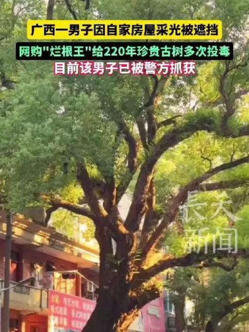 男子多次投毒破坏古树，嫌其挡光引发恶行