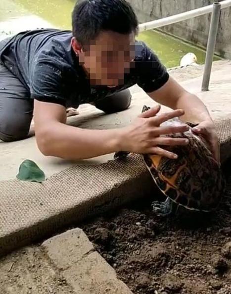 男子捡到乌龟悉心照料九年，乌龟体型膨胀至无法行动