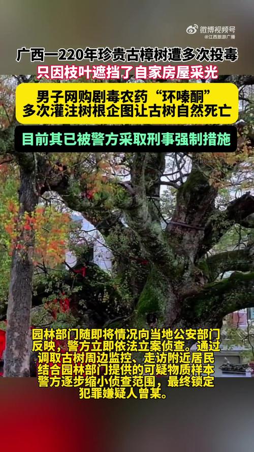 男子嫌古树挡光多次投毒