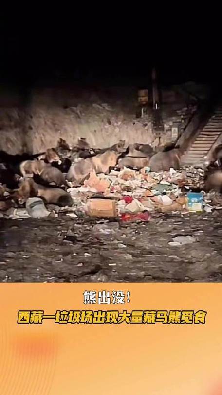 青海藏马熊群垃圾场觅食:挖到啥吃啥