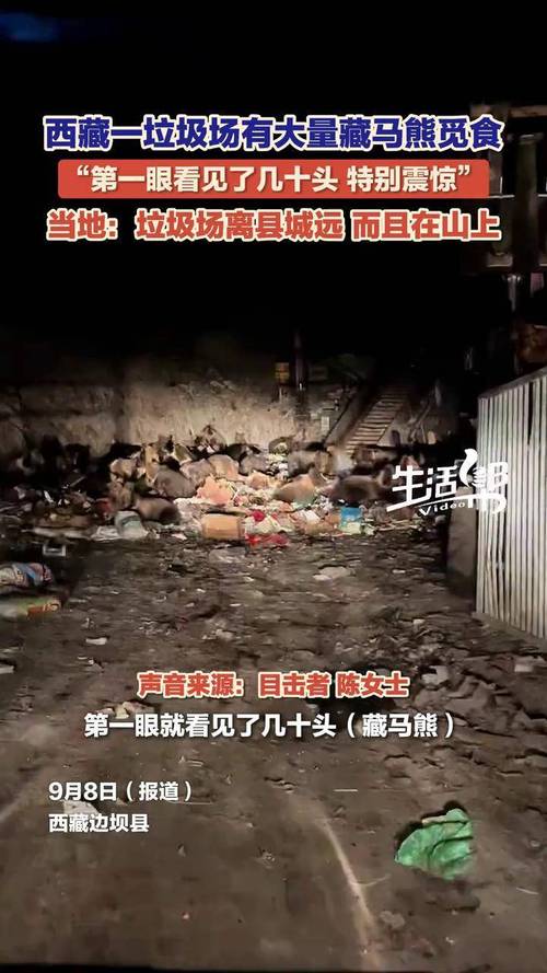青海藏马熊群垃圾场觅食行为，挖掘垃圾中的食物