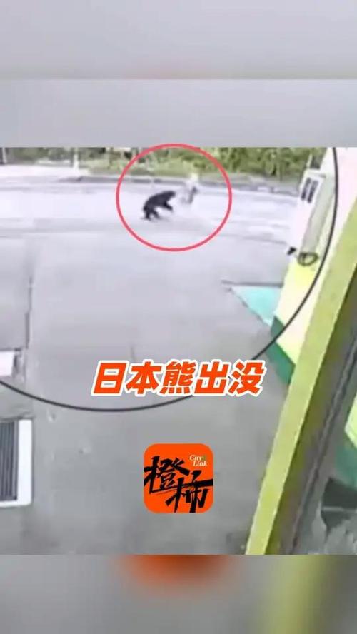 日本熊袭击事件死亡人数创新高
