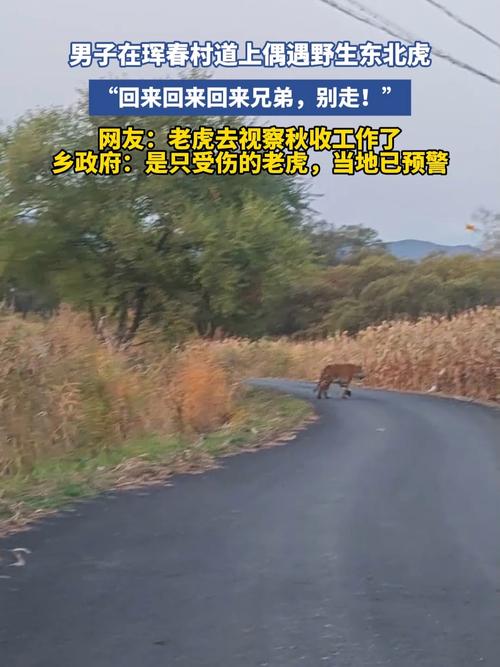 男子偶遇野生东北虎惊险瞬间