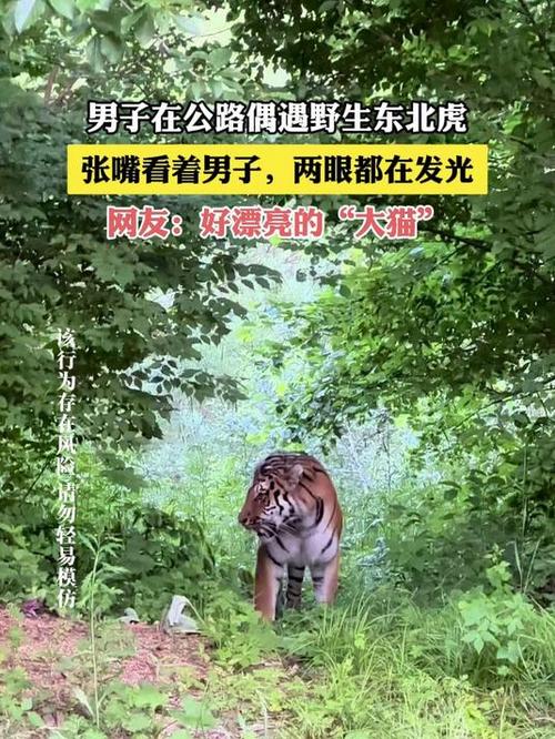 男子在村道上偶遇野生东北虎
