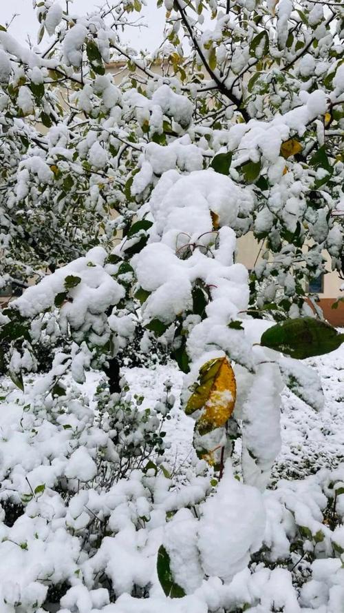 多地遭遇剧烈降温！大雪暴雨来袭