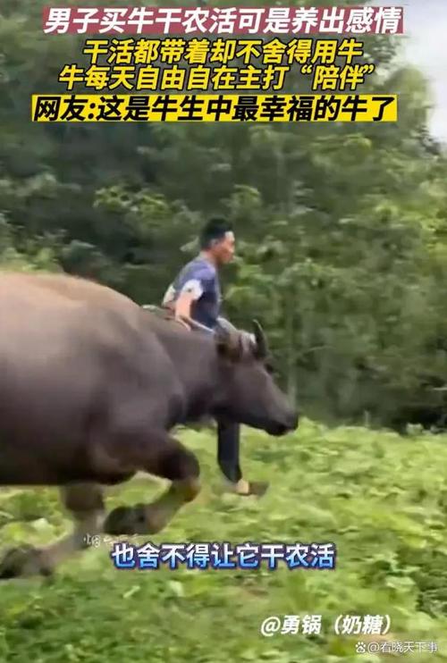 男子买牛养出感情不舍得用牛干农活