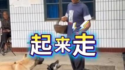 男子深情养牛,舍不得让爱畜参与农活