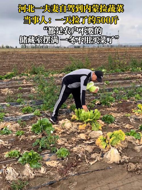夫妻自驾到内蒙捡蔬菜:捡了约500斤