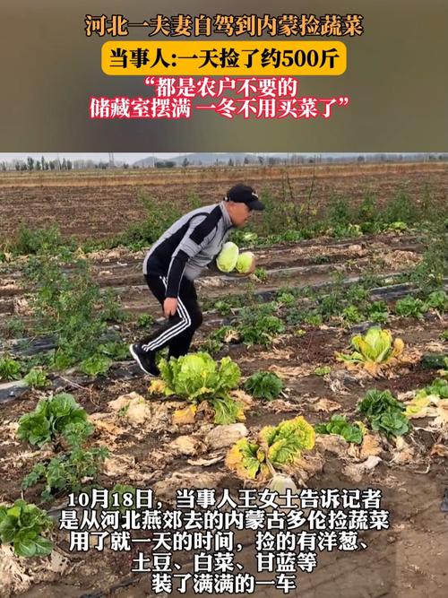 夫妻自驾内蒙捡蔬菜大丰收,收获约五百斤蔬菜