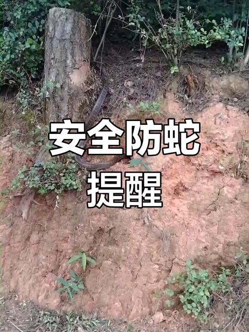 驴友登山发现大量“蛇出没”告示牌