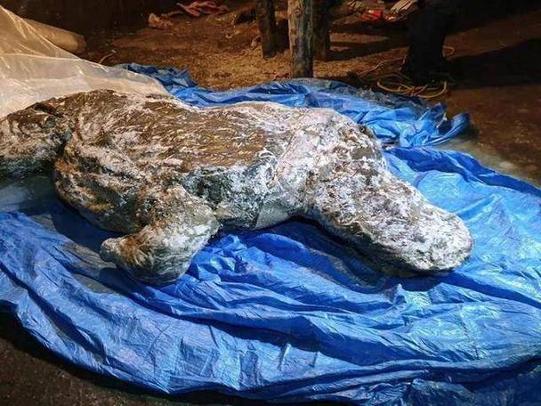 北极4万年古生物正在苏醒