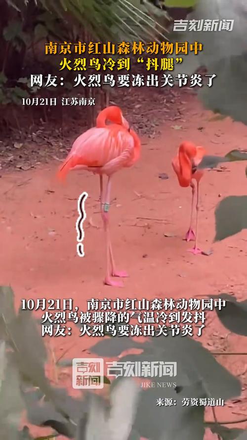 动物园回应火烈鸟冷得发抖