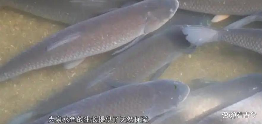 草鱼之王,长达一米四,重达七十斤,年龄高达五十五岁