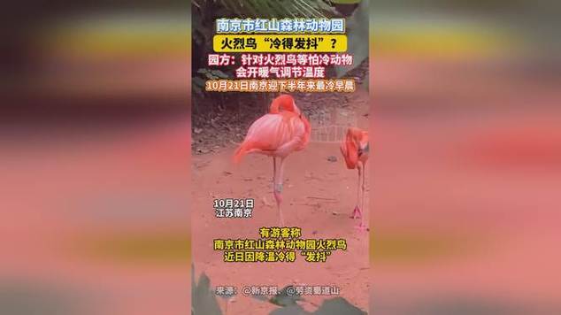 动物园回应火烈鸟冷得发抖,采取措施确保动物温暖过冬