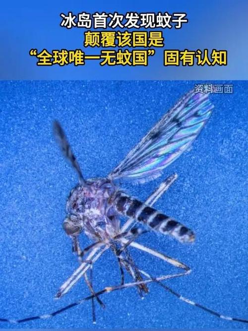 冰岛首次发现蚊子,探索与研究开启新篇章