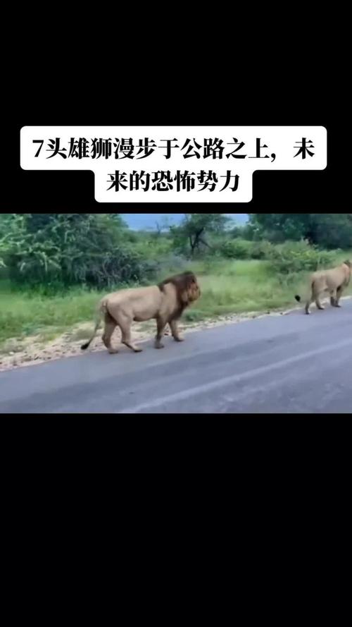 南非司机公路上惊遇狮子越狱事件