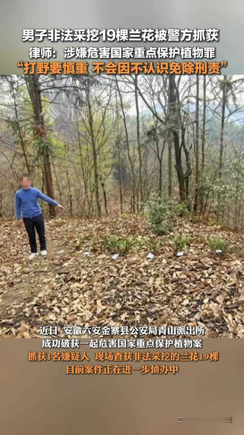 男子非法采挖7株野生兰花 被判缓刑