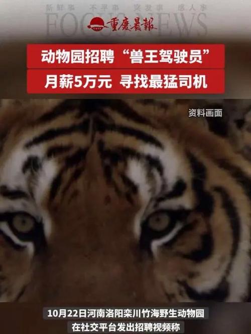 野生动物园高薪招聘猛兽区司机,月薪达5万