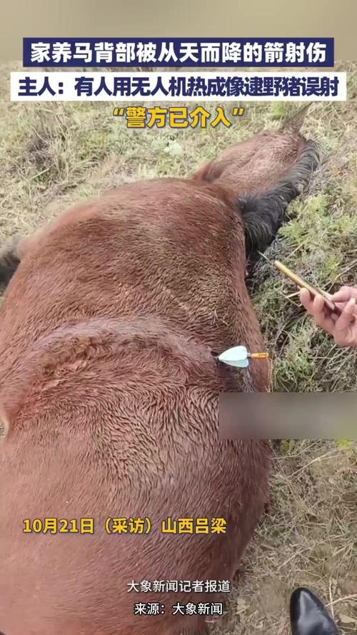 主人称马遭无人机箭射致死,疑团待解