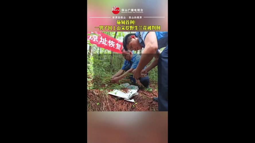 男子非法采挖7株野生兰花 被判缓刑