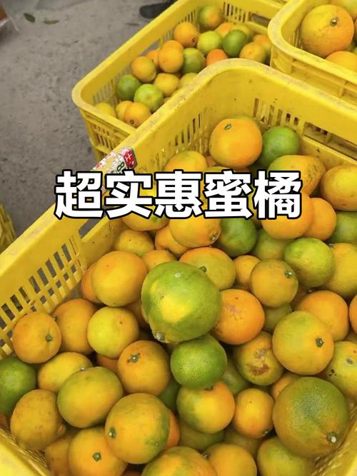 高校研究所卖柑桔 7天卖出25000斤