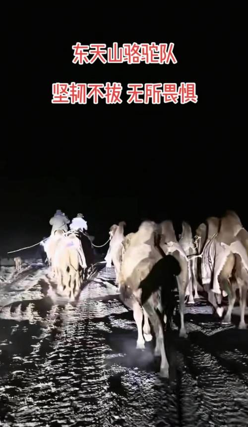 新疆骑行骆驼赴洛阳,穿越沙漠的漫长旅程已持续60余天