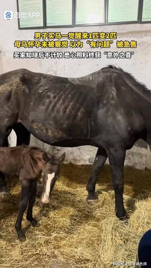 男子买马一觉醒来1匹变2匹