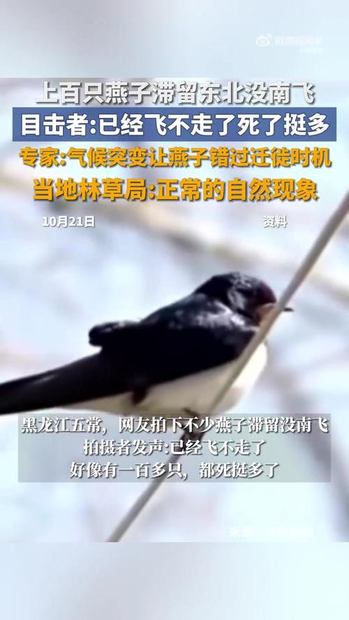 大量燕子滞留 它们为啥来不及南飞