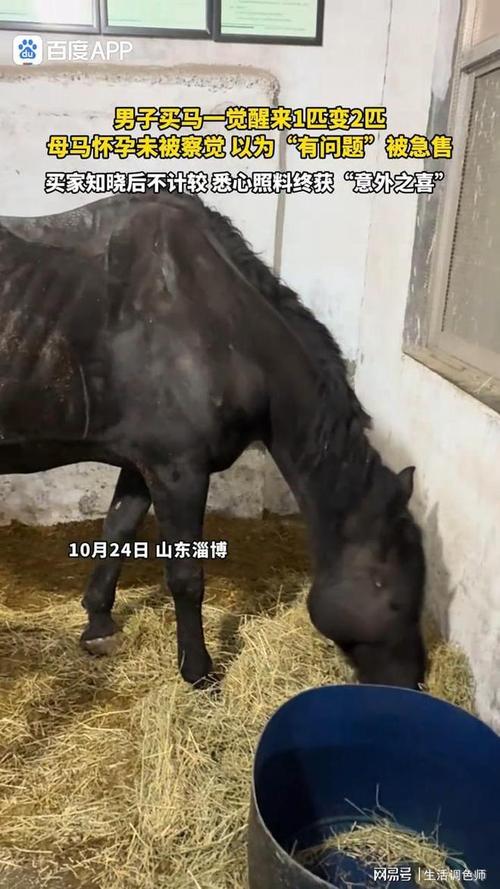 男子一觉醒来马匹翻倍，一匹马变两匹的神秘经历