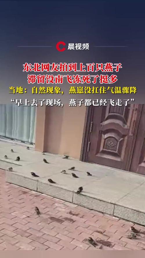 燕子滞留现象揭秘，为何未能及时南飞？