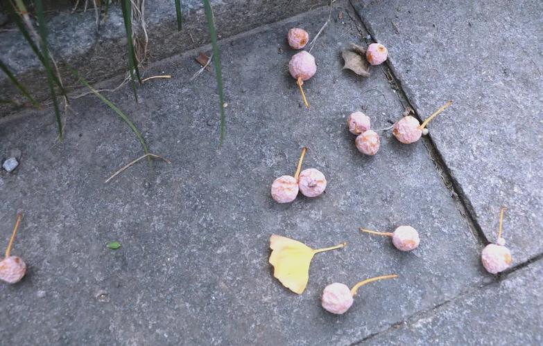 街头银杏果，不可随意食用