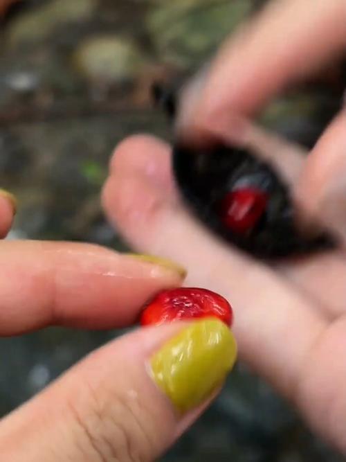 公园捡的红豆有毒，切勿食用