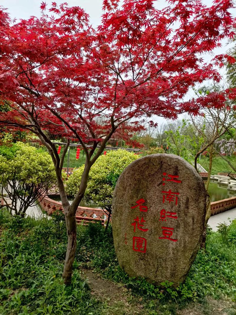 公园捡的“红豆”千万不要吃