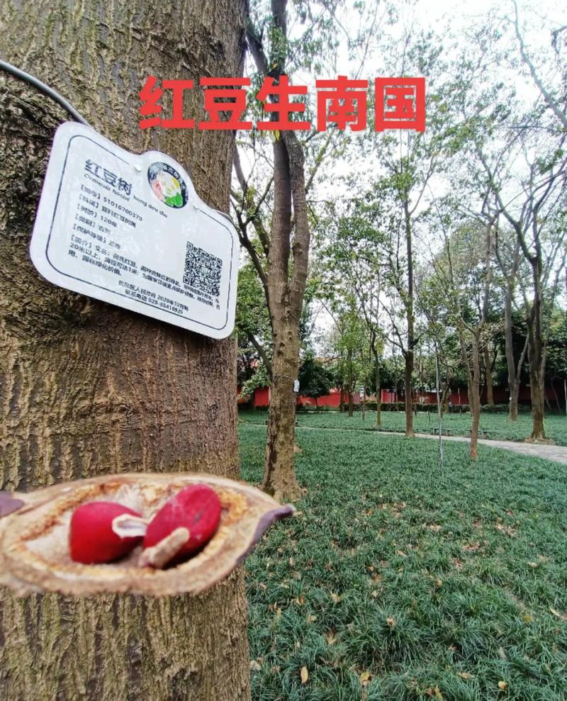 公园捡的“红豆”千万不要吃