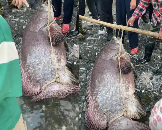 渔民捕获巨型石斑鱼，多人合力拖上岸，重达百斤！