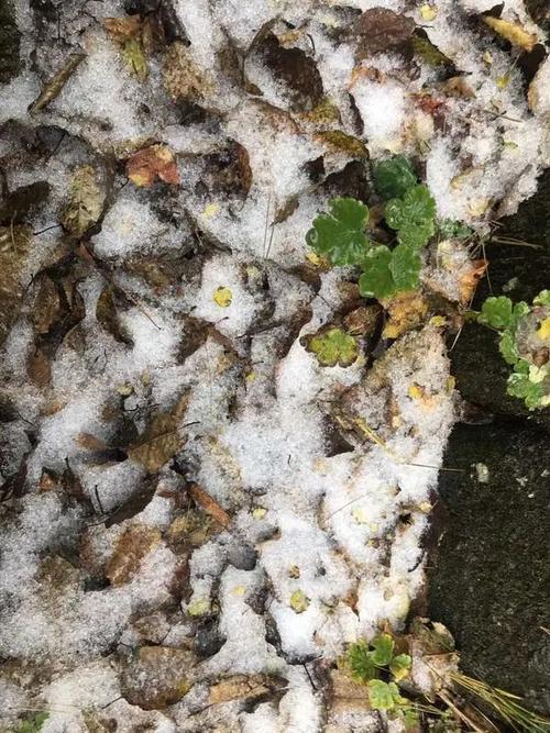 河南南阳雪降农田系谣言