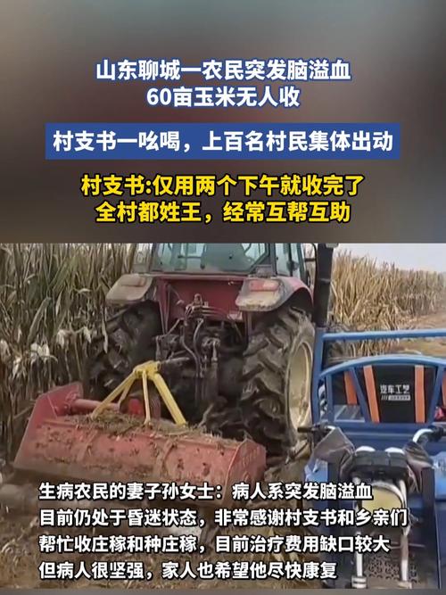 农民突发脑溢血，村民齐心协力助收玉米