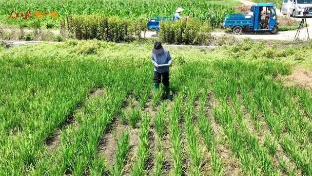 田间数虫之谜，年轻人为何乐此不疲？