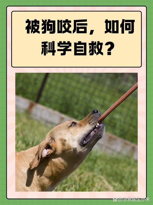 宠物救命血与流浪动物的索命符，警惕背后的风险