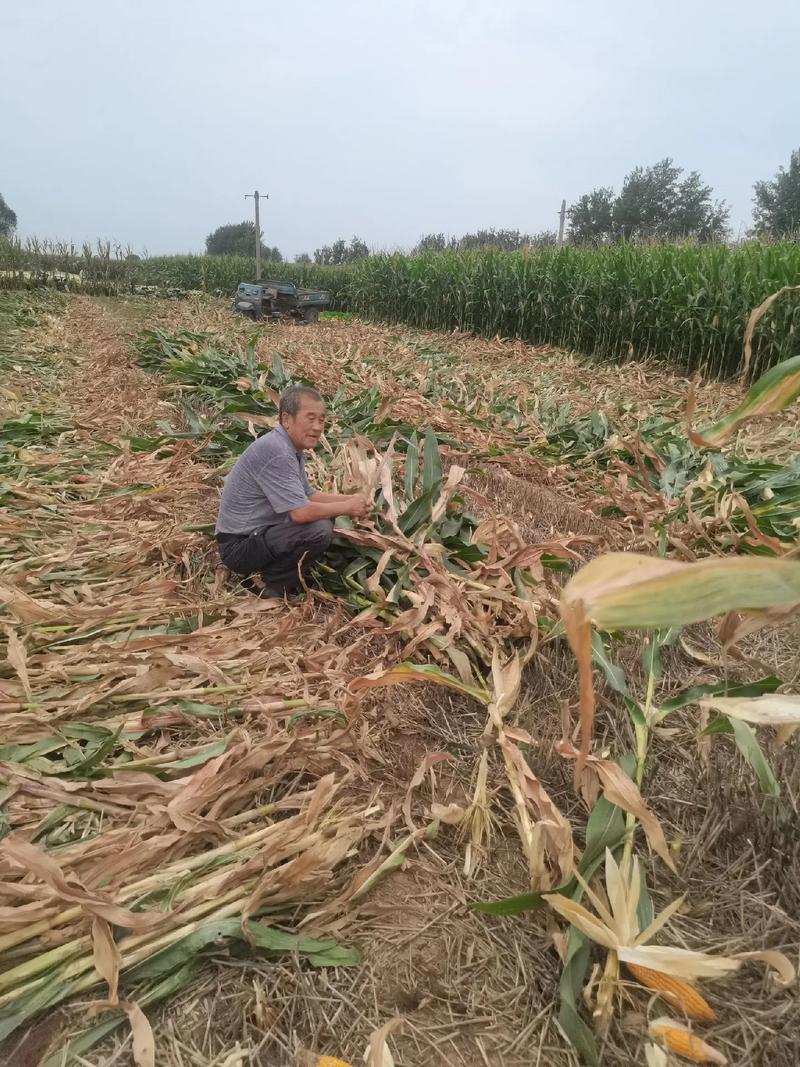 农民突发脑溢血 上百村民帮忙收玉米