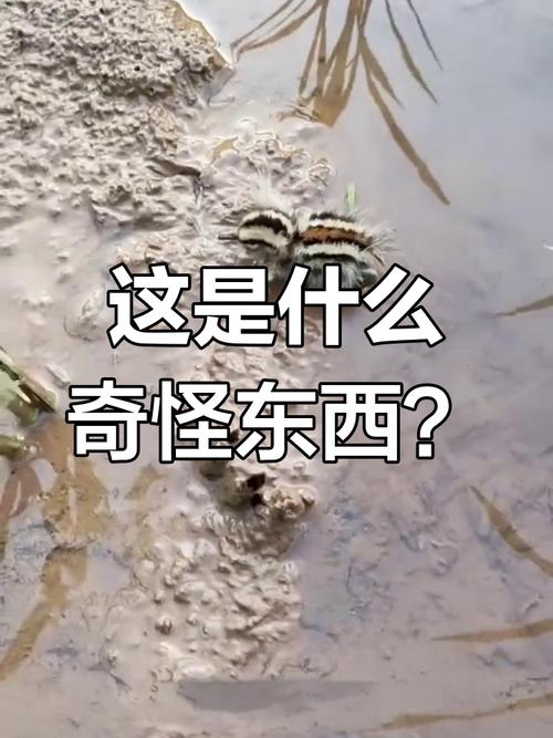 这群年轻人为什么老在田里数虫子？