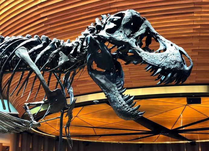 美国加州奥克兰博物馆遭大规模盗窃