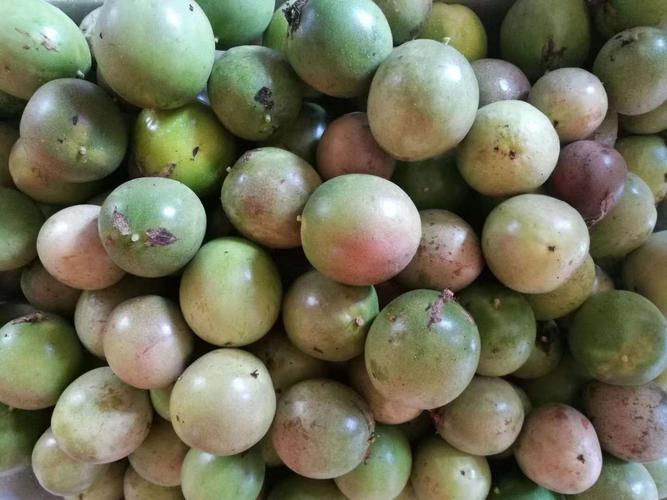 网吧老板变身杏园农场主，返乡创业的新篇章