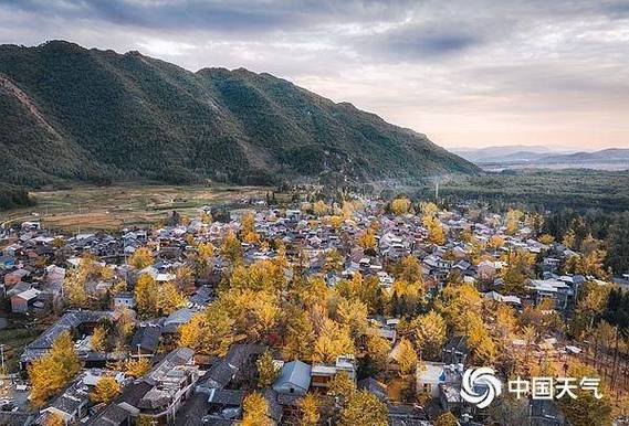 错过再等1年!全国银杏观赏地图来了